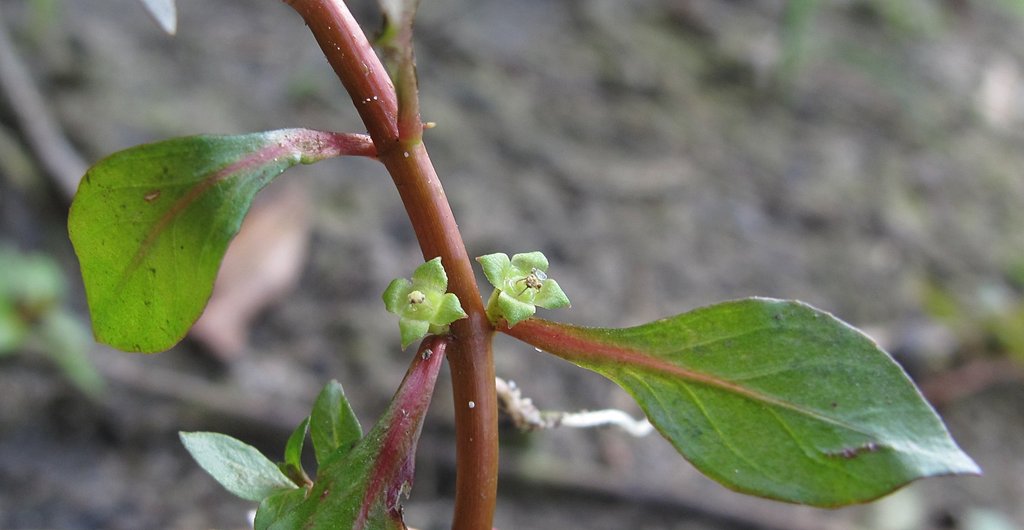 Ludwigia palustris
